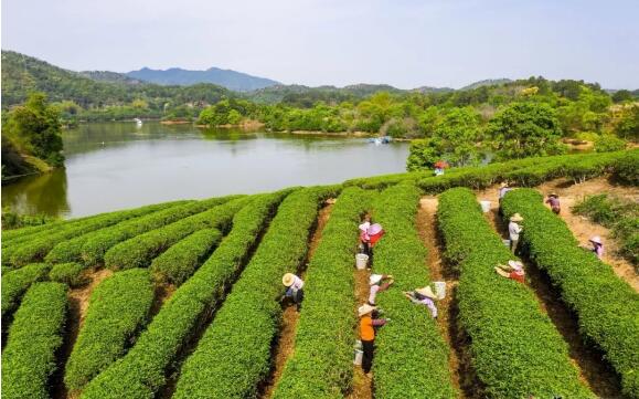 梅州五华1家茶园入选第三批广东生态茶园